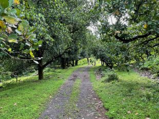 Walking in Woods